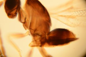 wratislawensis Htype 4.jpg