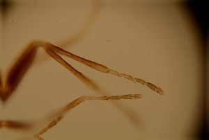 wratislawensis Htype 5.jpg