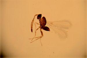 wratislawensis Htype 6.jpg