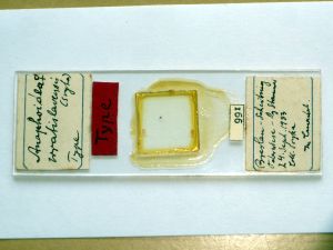 wratislawensis Htype s.JPG