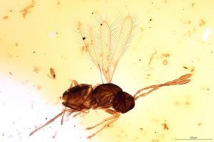 angustipennis  Soyka Htype 0.jpg