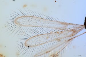 angustipennis Soyka  0-1-3.jpg