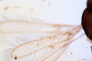 angustipennis Soyka 0-1-2.png