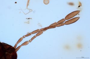 angustipennis Soyka 0-2.jpg