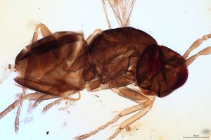 angustipennis Soyka 0-3.jpg