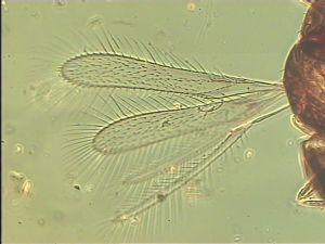 angustipennis Soyka Htype 1.jpg