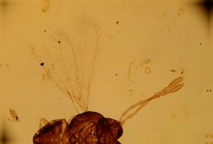 angustipennis Soyka Htype 10.jpg