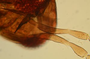 angustipennis Soyka Htype 11.jpg