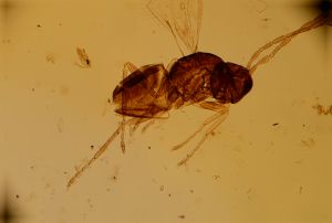 angustipennis Soyka Htype 12.jpg