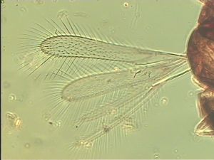 angustipennis Soyka Htype 2.jpg