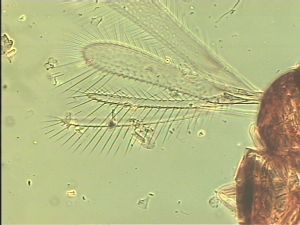 angustipennis Soyka Htype 3.jpg