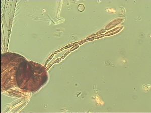 angustipennis Soyka Htype 4.jpg