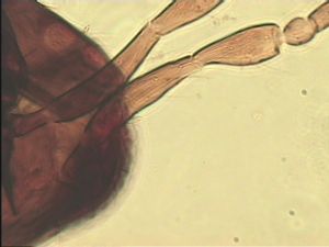 angustipennis Soyka Htype 5.jpg