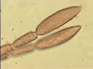 angustipennis Soyka Htype 9.jpg