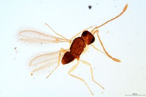 sulphuripes  Soyka Htype 0.jpg