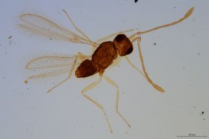 sulphuripes Htype 0-0-1.jpg