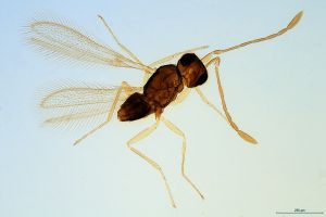 sulphuripes Htype 0-0.jpg