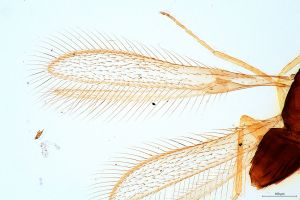 sulphuripes Htype 0-1.jpg