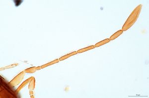 sulphuripes Htype 0-2.jpg