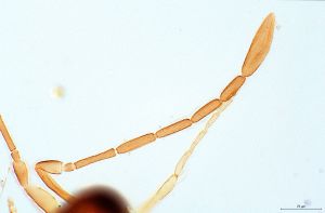 sulphuripes Htype 0-3.jpg