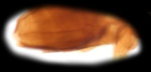 sulphuripes Htype 0-5.png