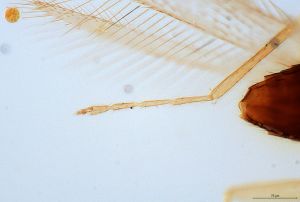 sulphuripes Htype 0-6.jpg