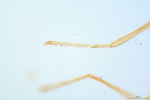 sulphuripes Htype 0-7.jpg