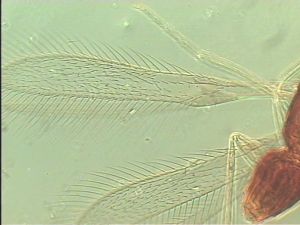 sulphuripes Htype 1.jpg