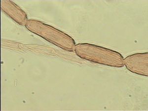 sulphuripes Htype 10.jpg