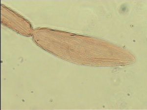 sulphuripes Htype 11.jpg
