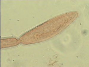 sulphuripes Htype 12.jpg