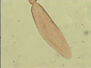 sulphuripes Htype 13.jpg