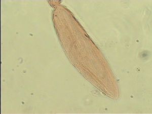 sulphuripes Htype 14.jpg