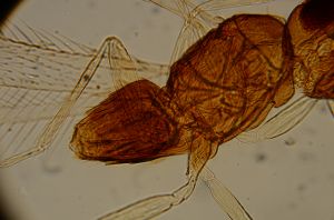 sulphuripes Htype 15.jpg