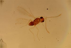 sulphuripes Htype 16.jpg