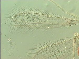 sulphuripes Htype 2.jpg