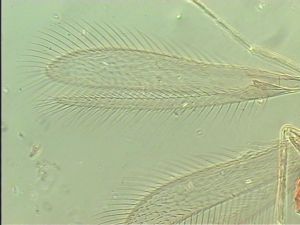 sulphuripes Htype 3.jpg