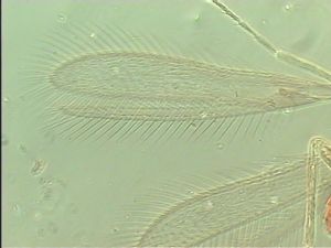 sulphuripes Htype 4.jpg