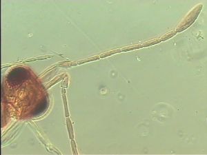 sulphuripes Htype 5.jpg