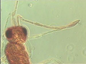 sulphuripes Htype 6.jpg