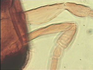 sulphuripes Htype 7.jpg