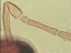 sulphuripes Htype 8.jpg