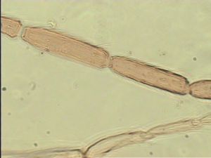 sulphuripes Htype 9.jpg