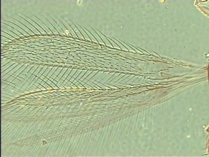 wertaneki Htype 1.jpg