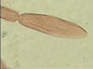 wertaneki Htype 10.jpg