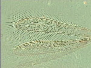 wertaneki Htype 2.jpg