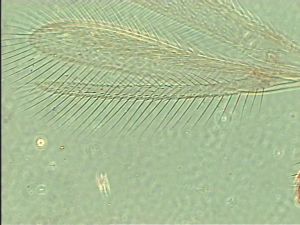 wertaneki Htype 4.jpg