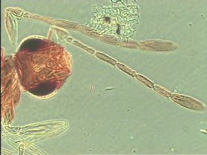 wertaneki Htype 5.jpg