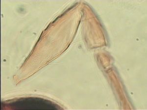 wertaneki Htype 6.jpg