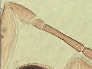 wertaneki Htype 7.jpg